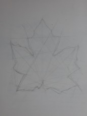 Analytical Leaf Drawing