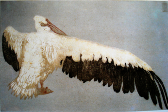 Pelican by Walter Klemm
